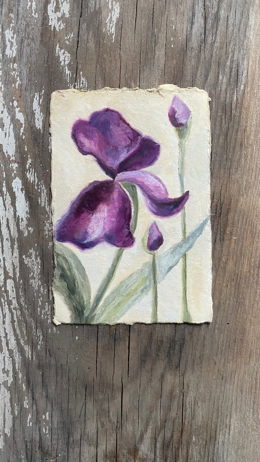 Iris - Original Oil Painting